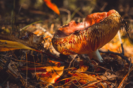 Mushroom in the autumn forest. Close-up macro photography