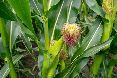 Close up of corn on the cob growing in the field. Corn field.