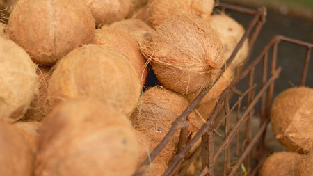 Artisanal coconut display, coconuts in rustic market arrangement, handcrafted coconuts evoke...