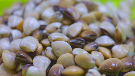 Fresh clams piled high with glossy shells, clams showing moist textures, clams embodying sustainability. Close-up on green background highlights colors and freshness. Excellent for eco-food content.の写真素材
