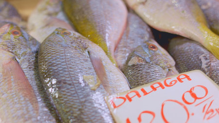 Fresh dalaga mullet fish displayed on crushed ice at tropical market, camera panning reveals scales, reflections, and color texture, ideal for culinary b-roll, seafood trade, realistic retail footageの写真素材