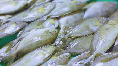 Fish fillets displayed on tray at seafood market, closeup reveals flesh texture and freshness, capturing market atmosphere and culinary potential, great for food videos and retail promotions conceptの写真素材