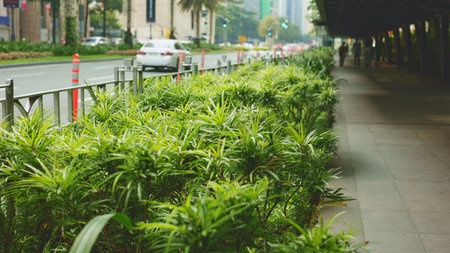 Green sidewalk planting along shaded walkway, ornamental shrubs lining pedestrian path, polished tiles under canopy, distant traffic blur, maintenance worker tending planters, tranquil urban oasisの写真素材