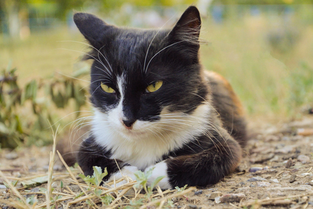 Beautiful black and white cat lying on the grass with sly eyes.の写真素材
