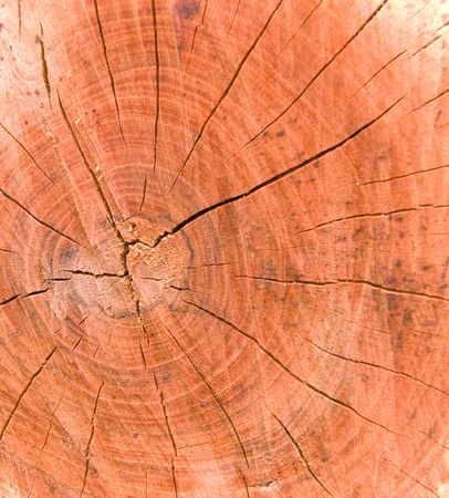 Tree rings are counted to determine the age of a treeの写真素材