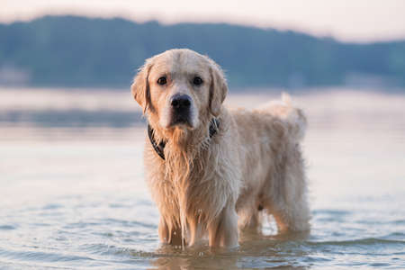 The golden retriever swims in the lake at dawn. The dog swims in the river in the summer. Travel concept with petsの写真素材