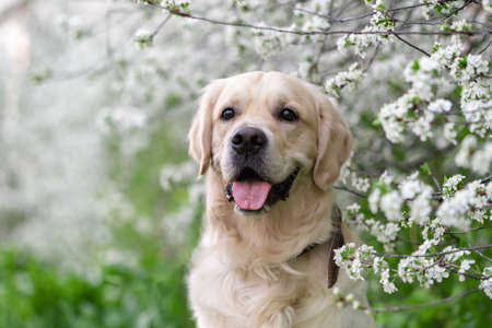 Golden retriever posing outdoors in spring on flowering trees. A gentle photo of a dog sitting in the flowers of an apple tree.の写真素材
