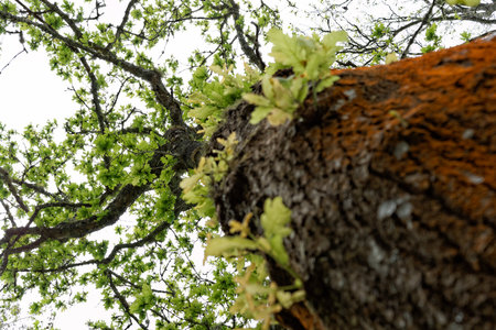 Green oak in the Azores Islandの写真素材