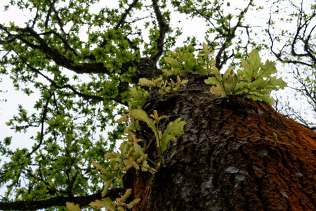 Green oak in the Azores Islandの写真素材