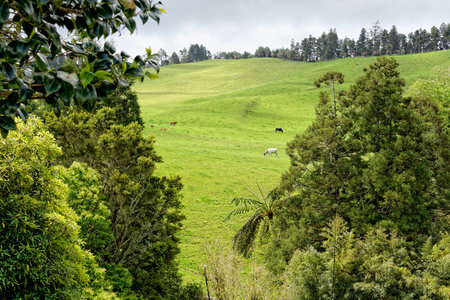 A beautiful landscape with cows from the island of Azores in Portugal
