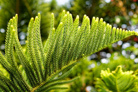 Beautiful botanic garden of Furnas Sao Miguel