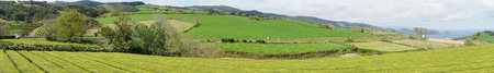 The tea farm on island Sao Miguel in Azores