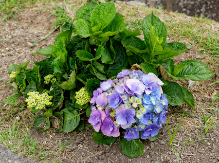 Flowers at the island of Sao Miguelの写真素材