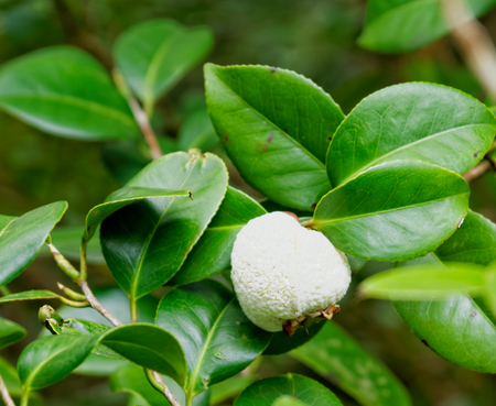 Flowers at the island of Sao Miguelの写真素材