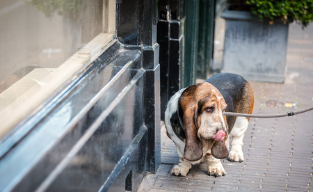 Basset hound on the streetの写真素材