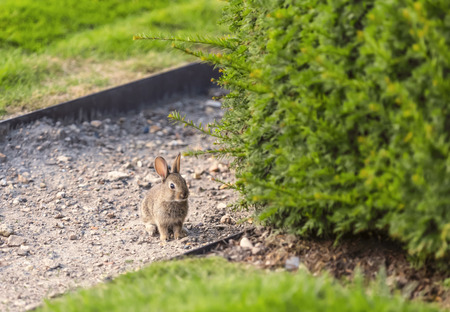 Little rabbitの写真素材