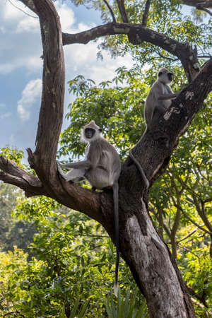 Sri Lanka. A cute monkeys are sitting on a tree. Against the background of a green jungle.