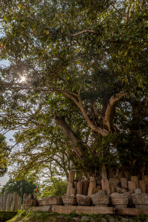 Sri Lanka. Anuradhapura. A large green tree on the territory of Thuparamaya Buddhist temple in the...