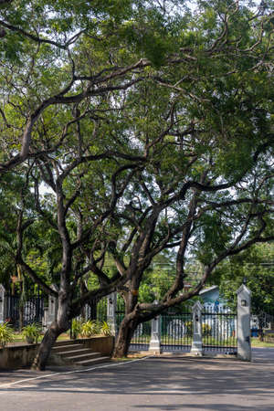Sri Lanka. Negombo. Beautiful branching trees on the territory of the monastery cast shadows on the asphalt on a sunny day.の写真素材