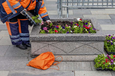 A city worker plants flowers in a flower bed on the streetの写真素材