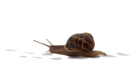 Isolated over whiteの写真素材