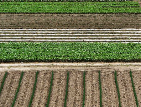 raising agricultural plants background