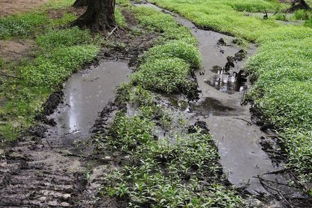 dirty and mud way on boggy forest area