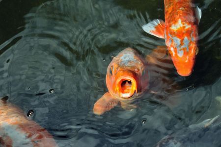 hungry red carp の写真素材