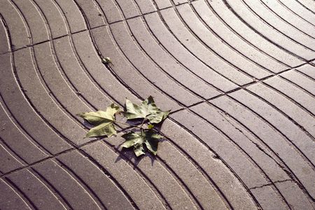 pavement wave pattern of famous La Rambla street in Barcelona with fallen platan-tree leafの写真素材