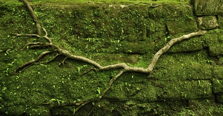 powerful tree root crawling on old mossy stone wall at old rural pathway in Kamakura, Japan