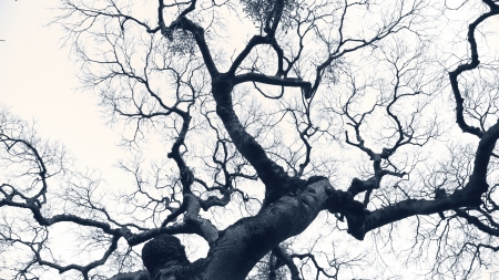 dramatic bare tree branches over gloomy skyの写真素材