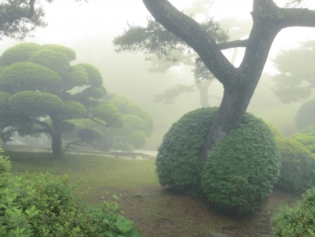 beautiful misty japanese park in summer timeの写真素材