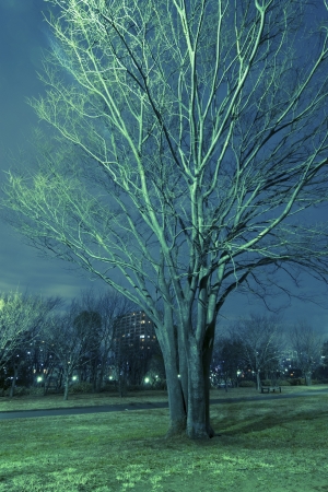  elm tree with night illuminationの写真素材