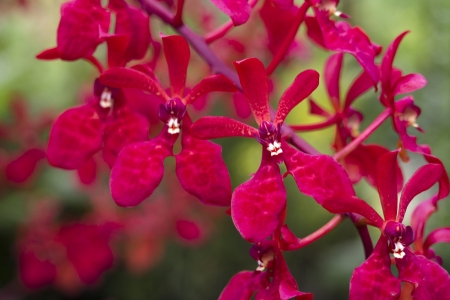 bright red orchids from National Orchid Garden of Singapore; focus on front flowerの写真素材