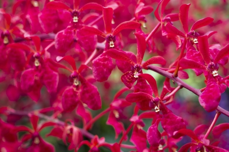 bright red orchids from National Orchid Garden of Singapore; focus on front central flowersの写真素材
