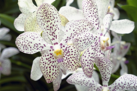 closeup of scenic blossom orchids from famous National Orchid Garden of Singapore; focus on central flower の写真素材
