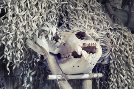 occult bear scull under dry grass stalks from traditional Ainu houseの写真素材