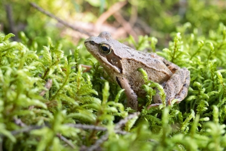 common frog sits in green wet moss 