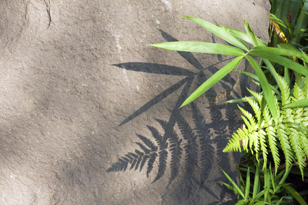 detailed green plants shadow on flat stone surface