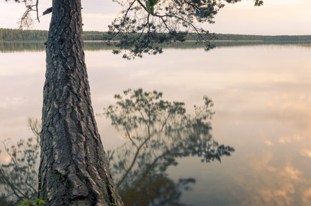 huge pine tree over calm lake waters by summer eveningの写真素材