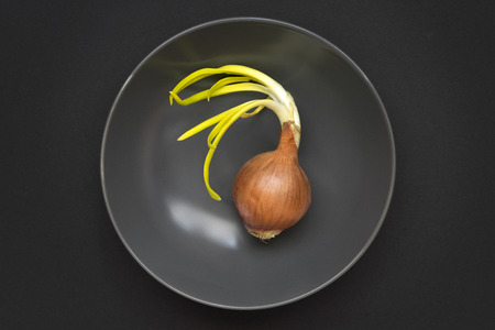single whole onion with green sprouts in gray bowlの写真素材