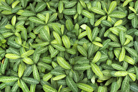 many green leafs of tropical plant covering the ground