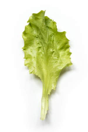 single green leaf of Lettuce isolated on whiteの写真素材