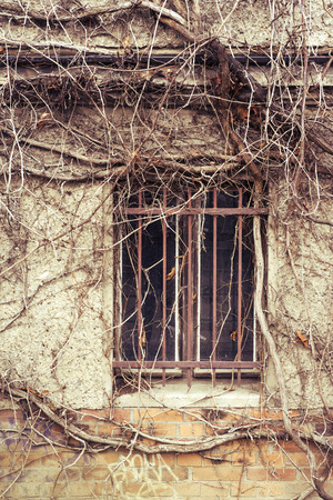 broken window with thick ivy branches around it by late autumnの写真素材