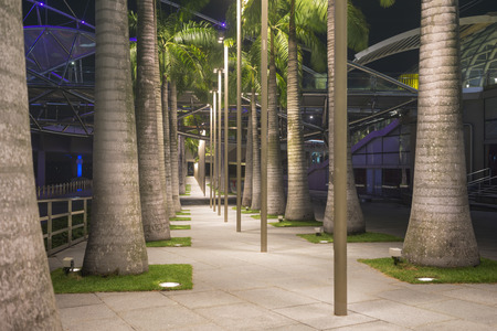 well illuminated palm trees alley 
