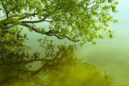 scenic branch of willow tree above calm morning watersの写真素材