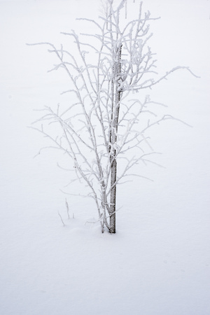 small tree branches covered by frozen snow on white fieldの写真素材