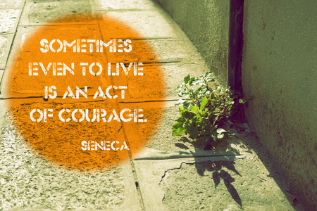 small plant survival on the city pavement close to rainwater sinkの写真素材