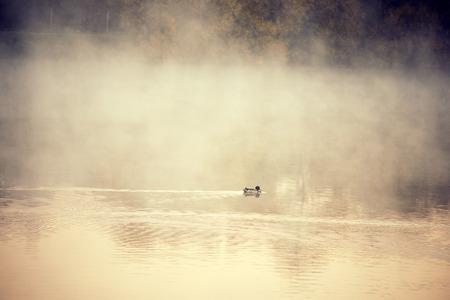 duck in river waters in deep fog by autumnの写真素材