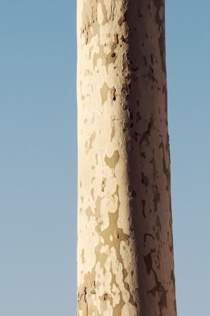 detailed fragment of plane tree trunk with blue sky backgroundの写真素材
